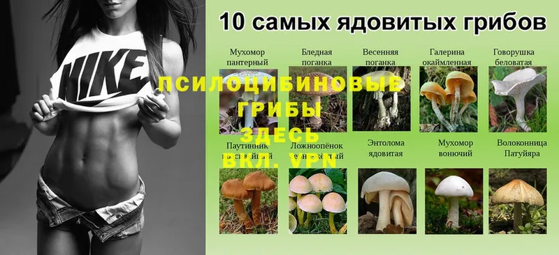 Галлюциногенные грибы Psilocybine cubensis  МЕГА ССЫЛКА  Пудож 